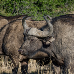 African Buffalo