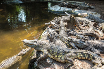 Crocodiles in Zoo in Bangkok