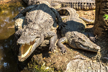 Crocodiles in Zoo in Bangkok