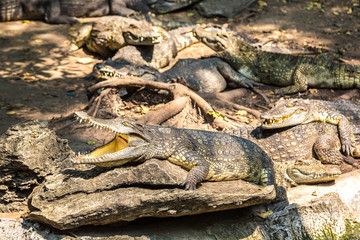 Crocodiles in Zoo in Bangkok