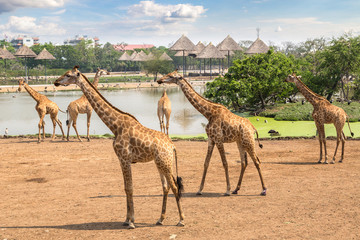 Fototapeta premium Giraffe in Zoo in Bangkok