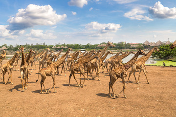 Fototapeta premium Giraffe in Zoo in Bangkok