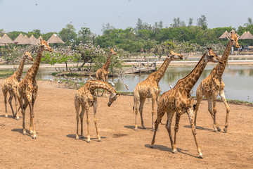 Naklejka na ściany i meble Giraffe in Zoo in Bangkok