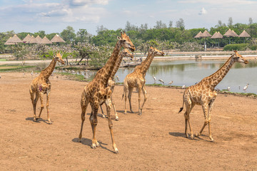 Giraffe in Zoo in Bangkok