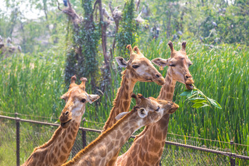 Naklejka premium Giraffe in Zoo in Bangkok