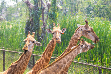 Giraffe in Zoo in Bangkok
