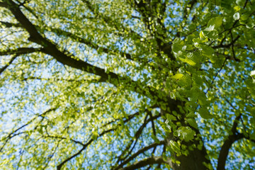 Fototapeta premium obraz sylvan park