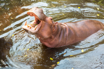 Hippo in zoo in Chiang Rai