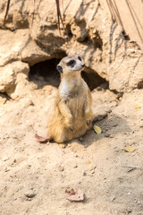 Cute close up surikat