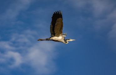 Gray Heron, Ardea cinerea, in flight with cloudy blue sky background