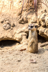 Cute close up surikat