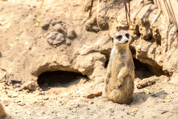 Cute close up surikat