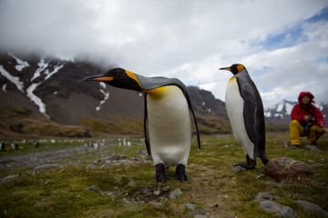 Fototapeta premium penguin in the arctic