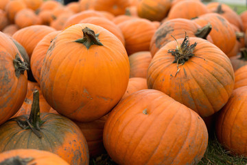 Harvest of big pumpkins on the field. October. 
