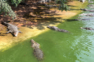 Krokodil im Fluss