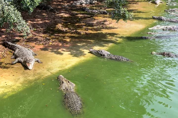Selbstklebende Fototapete Krokodil Krokodil im Fluss