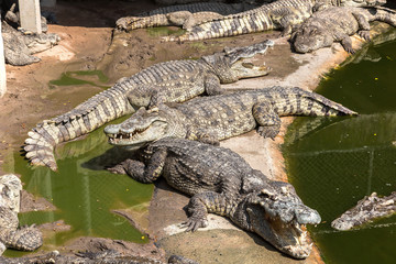 Crocodile zoo in Pattaya