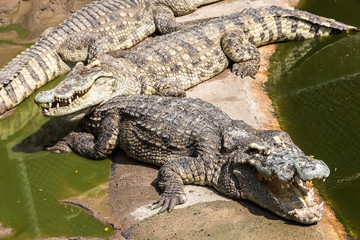 Crocodile zoo in Pattaya