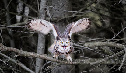 Great Horned Owl