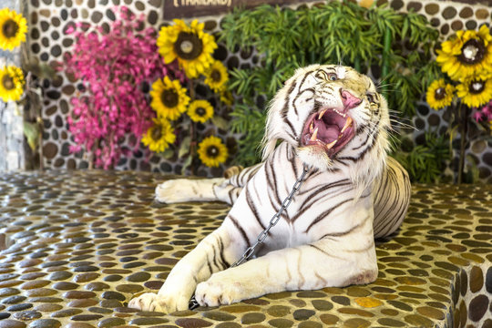White Tiger in zoo in Pattaya