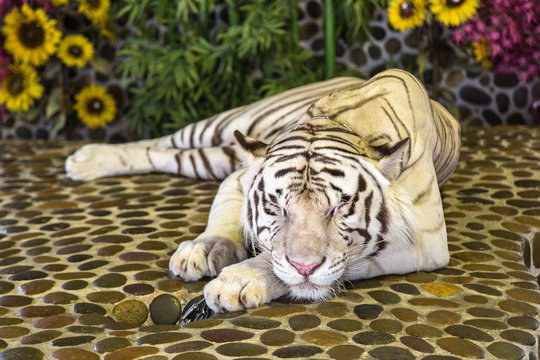 White Tiger in zoo in Pattaya
