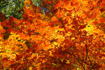 Naklejka na ściany i meble Sunlit amber leaves in fall