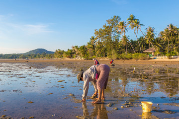 Fototapeta premium Woman clams harvested on Phangan