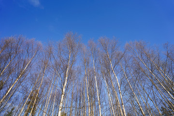 Fototapeta premium forest sky image