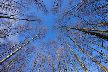 forest sky image