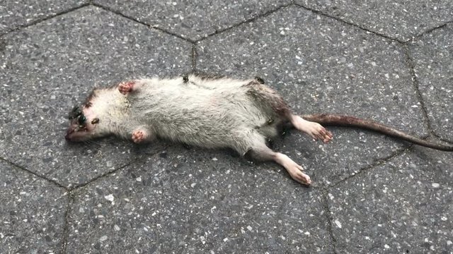 disgusting dead rat on street with flies