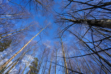 forest sky image