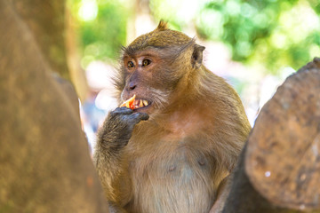 Fototapeta premium Monkey at Koh Phi Phi island