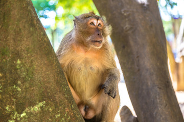Monkey at Koh Phi Phi island