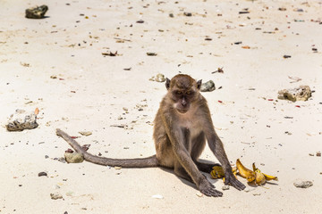 Monkey at Koh Phi Phi island