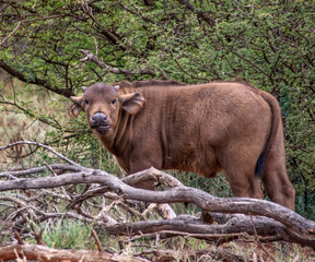 African Buffalo Calf