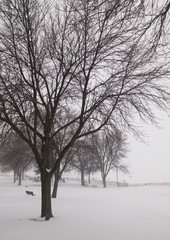 Beautiful bare tree with multiple branches like fractals, in a snowy park, with cold winter weather and haze or fog