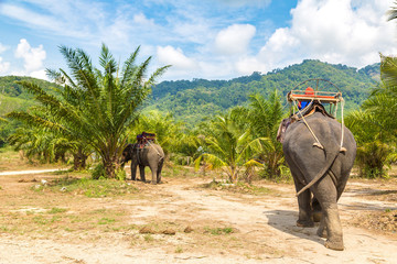 Fototapeta na wymiar Tourists riding elephant in Thailand