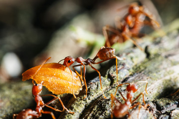 Red Ants eating food on tree,macro nature