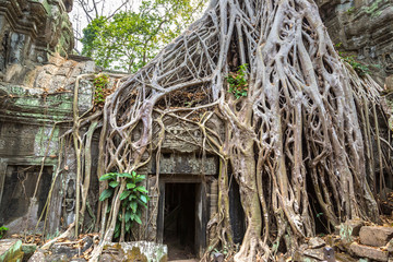 Ta Prohm temple in Angkor Wat