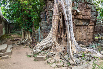 Obraz premium Ta Prohm temple in Angkor Wat