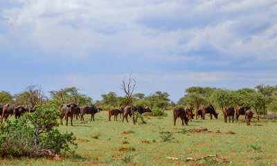 Obraz na płótnie Canvas African Buffalo Herd
