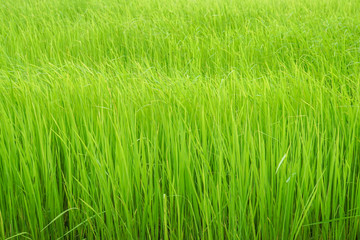 close up green rice grow in paddy farm in rainy season