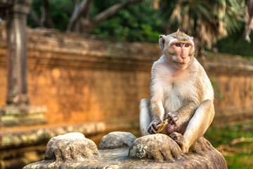 Monkey at Angkor Wat