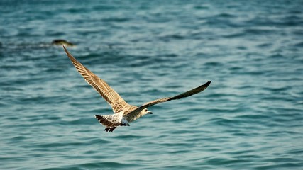 Seagulls is flying above the water of the Black Sea