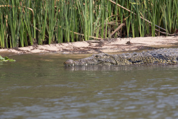 crocodile in africa at the river