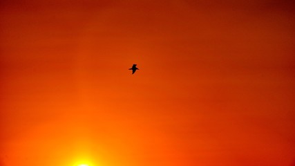 Naklejka na ściany i meble Seagulls is flying on nice sunset background