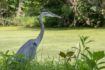 A large Great Blue Heron stands motionless by an algae-covered swamp while waiting for it's next meal.