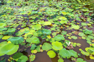 Lotus farm in Cambodia
