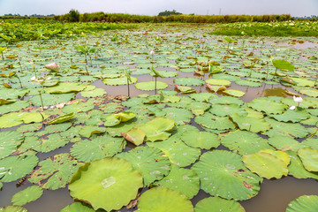 Lotus farm in Cambodia