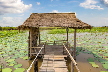 Fototapeta na wymiar Lotus farm in Cambodia